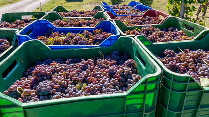 Stacks of colorful plastic baskets filled with bunches of black grapes about to arrive at the winery during the harvest
