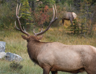 Bull Elk, AKA Wapiti