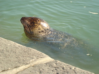 Un phoque