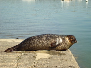 Un phoque
