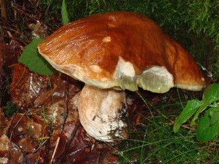 Cèpes