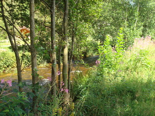 Torrent à la Bresse