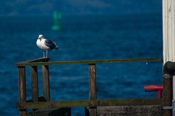 Gull on the railing
