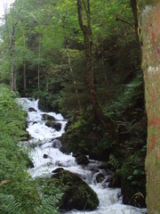Torrent