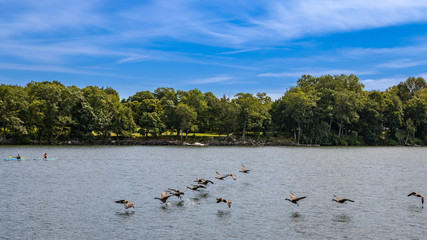 birds on the lake