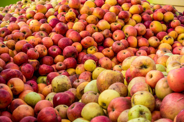 Frisch geerntete reife Äpfel im Container