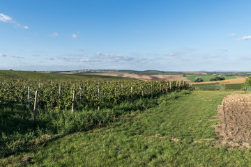 Fototapeta na wymiar Velke Bilovice vineyard Czech Republic