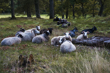 A flock of sheep in Sweden. Curious animals looking to the camera.