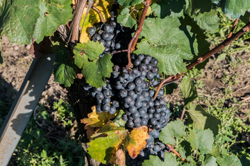 Velke Bilovice vineyard Czech Republic