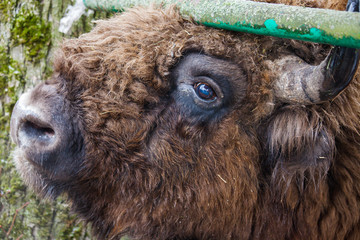 Large brown wisent or european brown bison with big horn and brown eyes in the winter forest. © Natalia