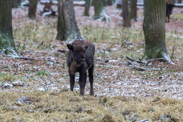 Calf of Large brown wisent or european brown bison with small horns and brown eyes in the winter forest.