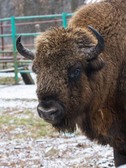 Large brown wisent or european brown bison with big horn and brown eyes in the winter forest. © Natalia