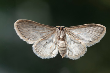 Kleiner Falter von unten makro