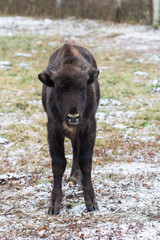 Calf of Large brown wisent or european brown bison with small horns and brown eyes in the winter...