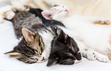Three kittens sleeping on white background