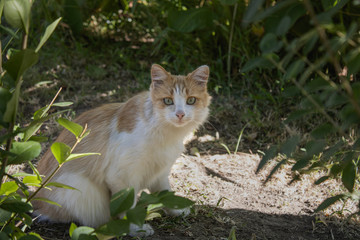 Naklejka na ściany i meble The red ginger and white color cat hid in the bushes. Lost pet. Street cats