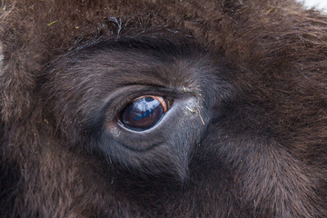 Closeup eye of large brown wisent in the winter forest. Wild European brown bison © Natalia