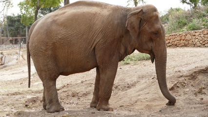 Esemplare di elefante asiatico