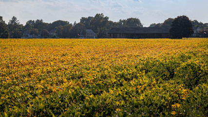 Obraz premium field of oilseed rape