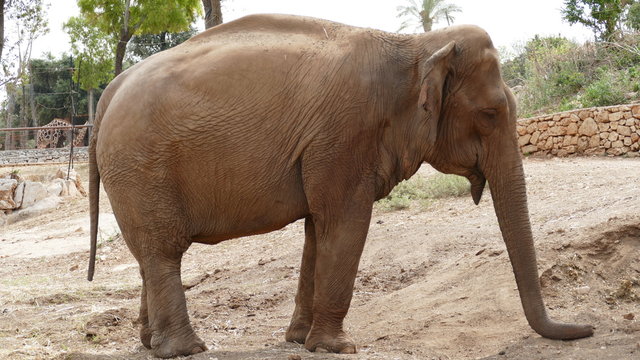 Esemplare di elefante asiatico