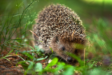 Naklejka na ściany i meble photo of a cute young hedgehog. running through the green grass