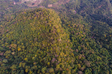 Green tree forest in deep mountain nature background