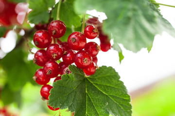 ripe berries of a currant on a green bush. seasonal vitamins