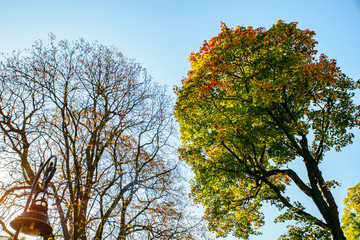autumn is coming tree with green yellow leaves and empty branches