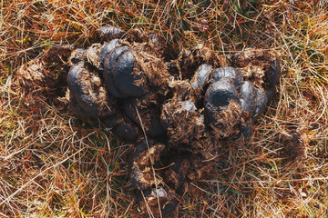 Fresh horse poop in the ass close-up