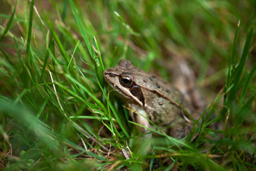 young frog hiding in the grass