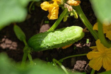 a bed with cucumbers. beautiful green leaves