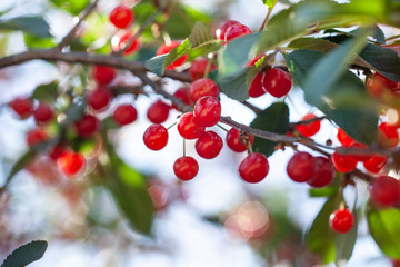 ripe cherries on the branches. beautiful red berries