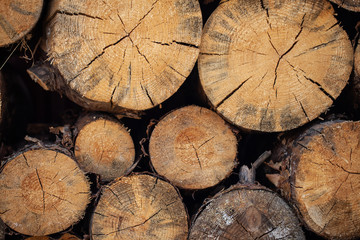 Naklejka premium cut tree trunks lie on its side. beautiful texture of the rings