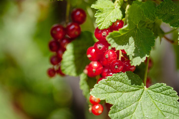 ripe berries of a currant on a green bush. seasonal vitamins