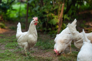 a white hen is walking along the green grass.; walking healthy happy farm animal