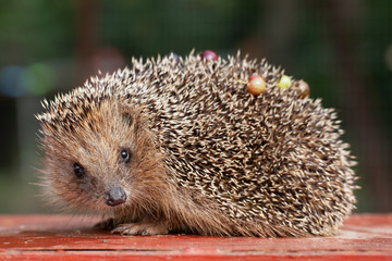 photo of a cute young hedgehog