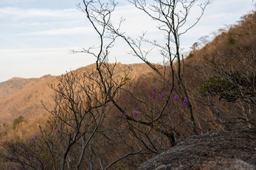 Fototapeta premium tree on the mountain