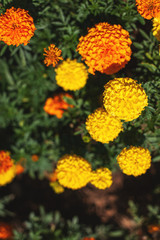 Marigold flowers are orange and yellow. natural background