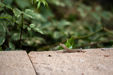 a little lizard is sitting on a stone. wild nature