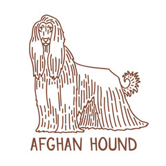 Isolated Afghan Hound in Hand Drawn Doodle Style