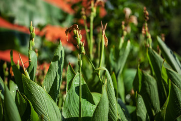 green bright bush. small leaves. bright sunny day.