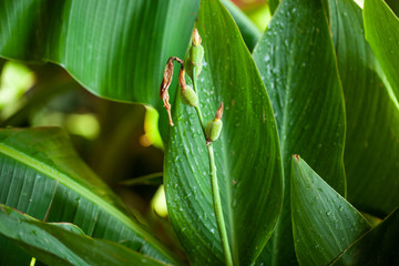 green bright bush. small leaves. bright sunny day.