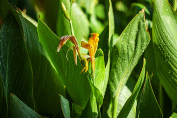 green bright bush. small leaves. bright sunny day.