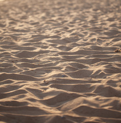 sand background and sunset. textured