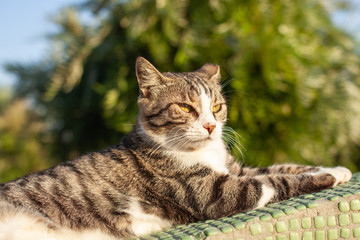 beautiful tabby cat lies in the bright sun