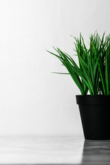 green plant in a pot minimal