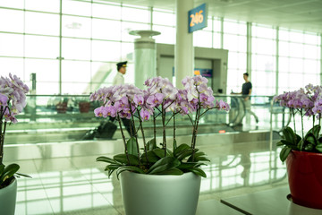 flowers in flower pots of airport