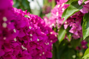 Fototapeta na wymiar bougainvillea flowers. gentle natural background