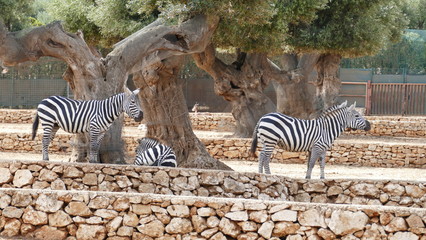 Fototapeta na wymiar Zebre di Grant nello zoo