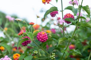 a group of small fragile flowers Lantana camara
